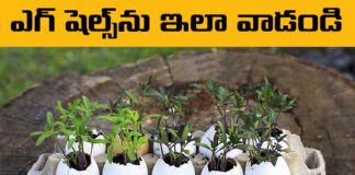 Do Not Throw Egg Shells, Egg Shells, There Are Many Uses For Egg Shells, Use Egg Shells Like This, Egg Shells Uses, Eggs, Egg Shells Benefits, Eggshells for Your Garden, Egg Shells Powder, Egg Shells For Plants, Health Tips, Healthy Food, Healthy Diet, Fitness, Mango News, Mango News Telugu