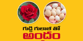 Uses Of Table Rose,Mango News Telugu,Mango News,Table Rose,Table Rose Multicolour,Table Rose Plants,Uses Of Table Rose For Hair,Uses Of Table Rose For Skin,Table Rose Colours,Table Rose For Skin Whitening,Health Tips,Skin Benefits,Table Rose Tips,Table Rose Face Mask