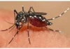Dengue Fever Cases On The Rise In Telangana, Dengue Fever Cases, Dengue Cases Rise In Telangana, Telangana Dengue Cases, Dengue Fever Effects In Telangana, Dengue, Dengue Control In Telangana, Dengue Fever, Telangana, Fevers In Telangana, Health News, Health Tips, Healthy Food, Healthy Diet, Fitness, Mango News, Mango News Telugu