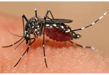 Dengue Fever Cases On The Rise In Telangana, Dengue Fever Cases, Dengue Cases Rise In Telangana, Telangana Dengue Cases, Dengue Fever Effects In Telangana, Dengue, Dengue Control In Telangana, Dengue Fever, Telangana, Fevers In Telangana, Health News, Health Tips, Healthy Food, Healthy Diet, Fitness, Mango News, Mango News Telugu