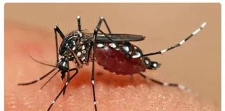 Dengue Fever Cases On The Rise In Telangana, Dengue Fever Cases, Dengue Cases Rise In Telangana, Telangana Dengue Cases, Dengue Fever Effects In Telangana, Dengue, Dengue Control In Telangana, Dengue Fever, Telangana, Fevers In Telangana, Health News, Health Tips, Healthy Food, Healthy Diet, Fitness, Mango News, Mango News Telugu
