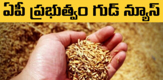 Subsidized Rice Seeds For Farmers, Seeds For Farmers, Subsidized Rice Seeds, Rice Seeds, Farmers Subsidized Rice Seeds, AP CM Chandrababu, Good News AP Govt, Minister Acchennnaidu, Good News For Farmers, Subsidized Rice Seeds To AP Farmers, Andhra Pradesh, AP Live Updates, AP Politics, Political News, Live Updates, Mango News, Mango News Telugu