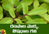So Many Ayurvedic Medicinal Properties Of Ranapala Plant, Ayurvedic Medicinal Properties, Ayurvedic Medicine, Medicinal Properties Of Ranapala Plant, So Many Ayurvedic Medicinal Properties, Ranapala Plant Medicinal Properties, Medicinal Properties, A Mine Of Medicines, Ranpala Plant, Nature Medicines, Health Tips, Healthy Food, Healthy Diet, Fitness, Mango News, Mango News Telugu