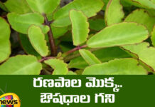 So Many Ayurvedic Medicinal Properties Of Ranapala Plant, Ayurvedic Medicinal Properties, Ayurvedic Medicine, Medicinal Properties Of Ranapala Plant, So Many Ayurvedic Medicinal Properties, Ranapala Plant Medicinal Properties, Medicinal Properties, A Mine Of Medicines, Ranpala Plant, Nature Medicines, Health Tips, Healthy Food, Healthy Diet, Fitness, Mango News, Mango News Telugu
