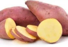 It Is Good To Eat Sweet Potato In Rainy Season, Eat Sweet Potato In Rainy Season, Sweet Potato Health Benefits, Sweet Potato Advantages, Health Benefits Of Sweet Potatoes., It Is Good To Eat Sweet Potato, Rainy Season, Vegetables During Monsoon, Health News, Health Tips, Healthy Food, Healthy Diet, Fitness, Mango News, Mango News Telugu