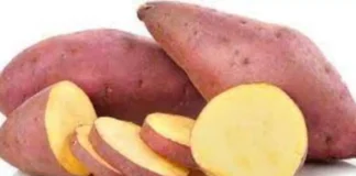 It Is Good To Eat Sweet Potato In Rainy Season, Eat Sweet Potato In Rainy Season, Sweet Potato Health Benefits, Sweet Potato Advantages, Health Benefits Of Sweet Potatoes., It Is Good To Eat Sweet Potato, Rainy Season, Vegetables During Monsoon, Health News, Health Tips, Healthy Food, Healthy Diet, Fitness, Mango News, Mango News Telugu