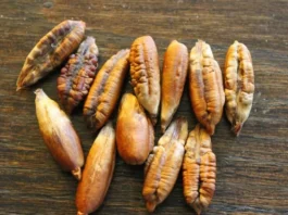 Diabetes Can Be Checked With These, Diabetes Causes, Apricot Seeds, Date Seeds Powder, Diabetes Can Be Checked, Karakkaya Juice, Nuts That Cure Diabetes, Date Seeds And Its Many Uses, Date Seeds Benefits, Date Seeds Uses, Tips For Diabetes, Health News, Health Tips, Healthy Food, Healthy Diet, Fitness, Mango News, Mango News Telugu