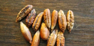 Diabetes Can Be Checked With These, Diabetes Causes, Apricot Seeds, Date Seeds Powder, Diabetes Can Be Checked, Karakkaya Juice, Nuts That Cure Diabetes, Date Seeds And Its Many Uses, Date Seeds Benefits, Date Seeds Uses, Tips For Diabetes, Health News, Health Tips, Healthy Food, Healthy Diet, Fitness, Mango News, Mango News Telugu