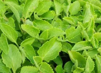 Vamu Leaf Is Really Like A Diamond, Benefits Of Vamu Leaf, Advantages Of Vamu Leaf, Vamu Leaf For Health, Vamu Aku, Vamu Aku Filters All The Blood, Vamu Leaf, Effects Of Vamu Leaf, Health, Health News, Health Tips, Healthy Food, Healthy Diet, Fitness, Mango News, Mango News Telugu