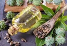 Castor Oil Is Not Only For Health But Also For Beauty, Advantages Of Castor Oil, Health Benefits Of Castor Oil, Castor Oil Benefits, Effects Of Benefits, Benefits Of Castor Oil, Castor Oil, Castor Oil For Health But Also For Beauty, Health, Health Tips, Healthy Food, Healthy Diet, Fitness, Mango News, Mango News Telugu