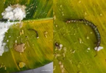 Annadan Center In Tirumala Jerry In Curd Rice, Jerry In Curd Rice, Jerry In Annadan Center, CM Chandra Babu, Jerry In Tirumala Annadanam Center, TTD Laddu, TTD Laddu Issue, Vip Culture In Tirumala, TTD Issue, TTD, Tirumala, Tirumala Tirupati, Venkateswara Swamy, Tirupati, Latest Tirupati News, Andhra Pradesh, AP Live Updates, Live Updates, Breaking News, Headlines, Live News, Mango News, Mango News Telugu