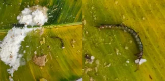 Annadan Center In Tirumala Jerry In Curd Rice, Jerry In Curd Rice, Jerry In Annadan Center, CM Chandra Babu, Jerry In Tirumala Annadanam Center, TTD Laddu, TTD Laddu Issue, Vip Culture In Tirumala, TTD Issue, TTD, Tirumala, Tirumala Tirupati, Venkateswara Swamy, Tirupati, Latest Tirupati News, Andhra Pradesh, AP Live Updates, Live Updates, Breaking News, Headlines, Live News, Mango News, Mango News Telugu