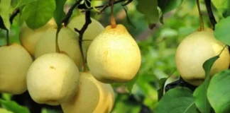 Do You Know The Uses Of Pear Fruit, Uses Of Pear Fruit, Pears, Pears Is A Wonder Medicine For Diabetic Patients, Pomegranate, Uses Of Pear Fruit, Pear Fruit, Health and Nutrition Benefits of Pears, Benefits of Pears, Pear Fruit For Health, Health, Health News, Health Tips, Healthy Food, Healthy Diet, Fitness, Mango News, Mango News Telugu