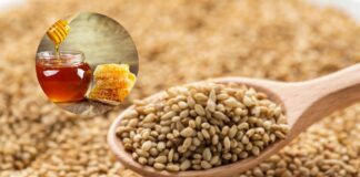 Do You Know The Benefits Of Eating Sesame And Honey, Eating Sesame And Honey, Benefits Of Eating Sesame And Honey, Eating Sesame, Honey, Honey Benefits, Benefits Of Eating Sesame, Benefits Of Eating Sesame And Honey, Sesame, Sesame Has Many Uses For Women, Healthy Food, Health News, Fitness, Healthy Diet, Mango News, Mango News Telugu