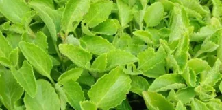 Vamu Leaf Is Really Like A Diamond, Benefits Of Vamu Leaf, Advantages Of Vamu Leaf, Vamu Leaf For Health, Vamu Aku, Vamu Aku Filters All The Blood, Vamu Leaf, Effects Of Vamu Leaf, Health, Health News, Health Tips, Healthy Food, Healthy Diet, Fitness, Mango News, Mango News Telugu