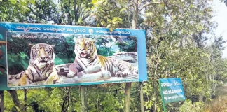 Evacuation Of Villages Within The Tiger Reserve, Evacuation Of Villages, Villages Within The Tiger Reserve, Tiger Reserve Villages, Kawal Tiger Reserve, Kawal Tiger Reserve, Telangana Government, The Tiger Reserve, Tiger, Hyderabad Live Updates, Latest Hyderabad News, Telangana, TS Politics, TS Live Updates, Political News, Mango News, Mango News Telugu