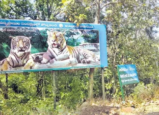 Evacuation Of Villages Within The Tiger Reserve, Evacuation Of Villages, Villages Within The Tiger Reserve, Tiger Reserve Villages, Kawal Tiger Reserve, Kawal Tiger Reserve, Telangana Government, The Tiger Reserve, Tiger, Hyderabad Live Updates, Latest Hyderabad News, Telangana, TS Politics, TS Live Updates, Political News, Mango News, Mango News Telugu