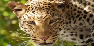 Dog Escaped From Leopard Attack, Leopard Attack, Leopard Attack On Dog Escaped, Dog Escaped From Leopard, Dog Attack, India, Leopard, Rajasthan, Leopard Enters House In Rajasthan, Leopard Attack On Pet Dog In Rajasthan, Dog Escapes Attacking Leopard, Rajasthan, Rajasthan Live Updates, Rajasthan Latest News, Live Updates, Breaking News, Headlines, Live News, Mango News, Mango News Telugu