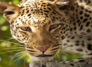 Dog Escaped From Leopard Attack, Leopard Attack, Leopard Attack On Dog Escaped, Dog Escaped From Leopard, Dog Attack, India, Leopard, Rajasthan, Leopard Enters House In Rajasthan, Leopard Attack On Pet Dog In Rajasthan, Dog Escapes Attacking Leopard, Rajasthan, Rajasthan Live Updates, Rajasthan Latest News, Live Updates, Breaking News, Headlines, Live News, Mango News, Mango News Telugu