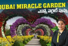Miracle Garden Dubai Worlds Largest Garden, Dubai Miracle Garden, Dubai Vlog, Dubai Vlog Telugu, Manogna Suryadevara, Miracle Garden Dubai, Walking Tour, World’s Largest Garden, Dubai Budget Shopping, Dubai Shopping, Meena Bazaar Dubai, Travel Vlog, Night View At Palm, Dubai, Manogna Suryadevara, Manogna Suryadevara Latest Videos, Manogna Suryadevara Videos, Manogna Suryadevara Travel Videos, Manogna Suryadevara Vlogs, Manogna Suryadevara Fun Videos, Mango News, Mango News Telugu