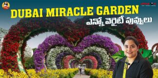 Miracle Garden Dubai Worlds Largest Garden, Dubai Miracle Garden, Dubai Vlog, Dubai Vlog Telugu, Manogna Suryadevara, Miracle Garden Dubai, Walking Tour, World’s Largest Garden, Dubai Budget Shopping, Dubai Shopping, Meena Bazaar Dubai, Travel Vlog, Night View At Palm, Dubai, Manogna Suryadevara, Manogna Suryadevara Latest Videos, Manogna Suryadevara Videos, Manogna Suryadevara Travel Videos, Manogna Suryadevara Vlogs, Manogna Suryadevara Fun Videos, Mango News, Mango News Telugu