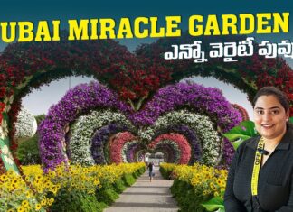 Miracle Garden Dubai Worlds Largest Garden, Dubai Miracle Garden, Dubai Vlog, Dubai Vlog Telugu, Manogna Suryadevara, Miracle Garden Dubai, Walking Tour, World’s Largest Garden, Dubai Budget Shopping, Dubai Shopping, Meena Bazaar Dubai, Travel Vlog, Night View At Palm, Dubai, Manogna Suryadevara, Manogna Suryadevara Latest Videos, Manogna Suryadevara Videos, Manogna Suryadevara Travel Videos, Manogna Suryadevara Vlogs, Manogna Suryadevara Fun Videos, Mango News, Mango News Telugu