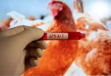 The World Is Facing Another Disaster, Another Disaster, Another Disaster For World, Corona, H5N1, Scientists’ Warnings, The World Is Facing Another Disaster, Zika Virus, Avian Influenza A, H5N1 Virus News, H5N1 Pandemic 2024, H5N1 Virus In Humans, Bird Flu, Threat Of Bird Flu, Bird Flu Virus, National News, International News, Live Updates, Breaking News, Headlines, Live News, Mango News, Mango News Telugu