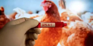 The World Is Facing Another Disaster, Another Disaster, Another Disaster For World, Corona, H5N1, Scientists’ Warnings, The World Is Facing Another Disaster, Zika Virus, Avian Influenza A, H5N1 Virus News, H5N1 Pandemic 2024, H5N1 Virus In Humans, Bird Flu, Threat Of Bird Flu, Bird Flu Virus, National News, International News, Live Updates, Breaking News, Headlines, Live News, Mango News, Mango News Telugu