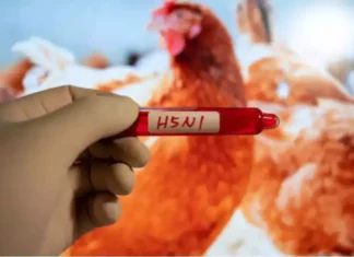 The World Is Facing Another Disaster, Another Disaster, Another Disaster For World, Corona, H5N1, Scientists’ Warnings, The World Is Facing Another Disaster, Zika Virus, Avian Influenza A, H5N1 Virus News, H5N1 Pandemic 2024, H5N1 Virus In Humans, Bird Flu, Threat Of Bird Flu, Bird Flu Virus, National News, International News, Live Updates, Breaking News, Headlines, Live News, Mango News, Mango News Telugu