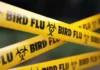 Bird Flu Terror In America, Bird Flu Terror, Bird Flu In America, America, Avian Influenza, Bird Flu, Louisiana, The World Is Facing Another Disaster, Zika Virus, Avian Influenza A, H5N1 Virus News, H5N1 Pandemic 2024, H5N1 Virus In Humans, Bird Flu, Threat Of Bird Flu, Bird Flu Virus, National News, International News, Live Updates, Breaking News, Headlines, Live News, Mango News, Mango News Telugu