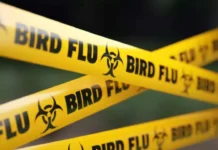 అమెరికాలో బర్డ్ ఫ్లూ టెర్రర్ Bird Flu Terror In America, Bird Flu Terror, Bird Flu In America, America, Avian Influenza, Bird Flu, Louisiana, The World Is Facing Another Disaster, Zika Virus, Avian Influenza A, H5N1 Virus News, H5N1 Pandemic 2024, H5N1 Virus In Humans, Bird Flu, Threat Of Bird Flu, Bird Flu Virus, National News, International News, Live Updates, Breaking News, Headlines, Live News, Mango News, Mango News Telugu