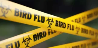 Bird Flu Terror In America, Bird Flu Terror, Bird Flu In America, America, Avian Influenza, Bird Flu, Louisiana, The World Is Facing Another Disaster, Zika Virus, Avian Influenza A, H5N1 Virus News, H5N1 Pandemic 2024, H5N1 Virus In Humans, Bird Flu, Threat Of Bird Flu, Bird Flu Virus, National News, International News, Live Updates, Breaking News, Headlines, Live News, Mango News, Mango News Telugu