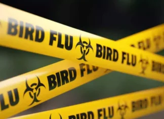 Bird Flu Terror In America, Bird Flu Terror, Bird Flu In America, America, Avian Influenza, Bird Flu, Louisiana, The World Is Facing Another Disaster, Zika Virus, Avian Influenza A, H5N1 Virus News, H5N1 Pandemic 2024, H5N1 Virus In Humans, Bird Flu, Threat Of Bird Flu, Bird Flu Virus, National News, International News, Live Updates, Breaking News, Headlines, Live News, Mango News, Mango News Telugu