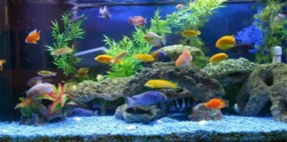 To Have Plenty Of Money You Should Keep These At Home, To Have Plenty Of Money, Plenty Of Money, You Should Keep These At Home, Fish Aquarium, To Have Plenty Of Money, Turtle Figurine, Vasthu Tips, Vastu Shastra, White Rabbit, You Should Keep These At Home, Live Updates, Breaking News, Headlines, Live News, Mango News, Mango News Telugu