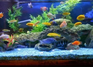 To Have Plenty Of Money You Should Keep These At Home, To Have Plenty Of Money, Plenty Of Money, You Should Keep These At Home, Fish Aquarium, To Have Plenty Of Money, Turtle Figurine, Vasthu Tips, Vastu Shastra, White Rabbit, You Should Keep These At Home, Live Updates, Breaking News, Headlines, Live News, Mango News, Mango News Telugu