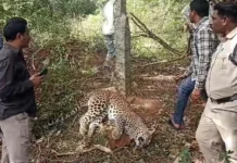 Leopard Tragedy In Metlapalli Wildcat Caught And Killed In Trap, Wildcat Caught And Killed In Trap, Leopard Tragedy In Metlapalli, Leopard Tragedy, Leopard Caught And Killed In Trap, Forest Department Investigation, Human–Wildlife Conflict, Leopard Death In Trap, Metlapalli Leopard Incident, Wildlife In Villages, Andhra Pradesh, AP Live Updates, AP Politics, Political News, Live Updates, Breaking News, Headlines, Live News, Mango News, Mango News Telugu