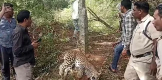 Leopard Tragedy In Metlapalli Wildcat Caught And Killed In Trap, Wildcat Caught And Killed In Trap, Leopard Tragedy In Metlapalli, Leopard Tragedy, Leopard Caught And Killed In Trap, Forest Department Investigation, Human–Wildlife Conflict, Leopard Death In Trap, Metlapalli Leopard Incident, Wildlife In Villages, Andhra Pradesh, AP Live Updates, AP Politics, Political News, Live Updates, Breaking News, Headlines, Live News, Mango News, Mango News Telugu