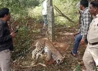 Leopard Tragedy In Metlapalli Wildcat Caught And Killed In Trap, Wildcat Caught And Killed In Trap, Leopard Tragedy In Metlapalli, Leopard Tragedy, Leopard Caught And Killed In Trap, Forest Department Investigation, Human–Wildlife Conflict, Leopard Death In Trap, Metlapalli Leopard Incident, Wildlife In Villages, Andhra Pradesh, AP Live Updates, AP Politics, Political News, Live Updates, Breaking News, Headlines, Live News, Mango News, Mango News Telugu