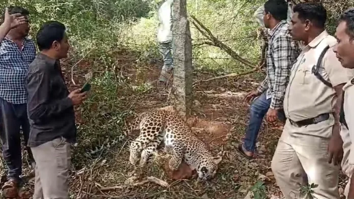 Leopard Tragedy In Metlapalli Wildcat Caught And Killed In Trap, Wildcat Caught And Killed In Trap, Leopard Tragedy In Metlapalli, Leopard Tragedy, Leopard Caught And Killed In Trap, Forest Department Investigation, Human–Wildlife Conflict, Leopard Death In Trap, Metlapalli Leopard Incident, Wildlife In Villages, Andhra Pradesh, AP Live Updates, AP Politics, Political News, Live Updates, Breaking News, Headlines, Live News, Mango News, Mango News Telugu