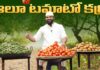 Aloo Tomato Curry In Telugu, Tomato Curry In Telugu, Tomato Curry, Aloo Tomato, Aloo Tomato Curry In Telugu, Nawabs Kitchen Telugu, Tomato Aloo Curry, Biryani, Khwaja Moinuddin, Nawabs Kitchen, Nawabs Kitchen Telugu, Nawabs Kitchen Videos, Nawabs Kitchen Food Videos, Nawabs Kitchen Latest Videos, Nawabs Kitchen Biryani Videos, Khwaja Moinuddin, Nawabs Kitchen Official, Food Vlogs, Food Videos, Healthy Food, Healthy Diet, Fitness, Mango News, Mango News Telugu