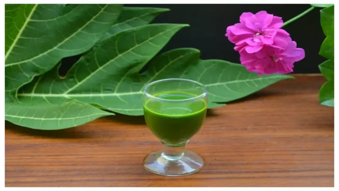 So Many Health Benefits Of Papaya Leaf Juice, Health Benefits Of Papaya, Papaya Leaf Juice Benefits, Benefits Papaya Leaf Juice, Health Benefits Of Papaya Juice, Papaya, Papaya Benefits, Papaya Fruit, Papaya Leaf Juice, Health, Health News, Health Tips, Healthy Food, Healthy Diet, Fitness, Mango News, Mango News Telugu