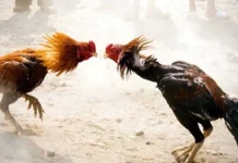 Sankranti Buzz In Godavari Districts, Sankranti Buzz In Godavari, Godavari Districts Sankranti Buzz, The Sankranti Buzz Has Begun, Sankranthi Celebrations, Sankranthi Festival, Getting Ready For Racing, Godavari Districts, Sankranti Buzz, Sankranthi, Pongal, Pongal Festival, AP Sankranti Celebrations, Andhra Pradesh, AP Live Updates, AP Politics, Political News, Live Updates, Breaking News, Headlines, Live News, Mango News, Mango News Telugu