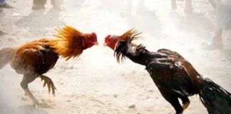 Sankranti Buzz In Godavari Districts, Sankranti Buzz In Godavari, Godavari Districts Sankranti Buzz, The Sankranti Buzz Has Begun, Sankranthi Celebrations, Sankranthi Festival, Getting Ready For Racing, Godavari Districts, Sankranti Buzz, Sankranthi, Pongal, Pongal Festival, AP Sankranti Celebrations, Andhra Pradesh, AP Live Updates, AP Politics, Political News, Live Updates, Breaking News, Headlines, Live News, Mango News, Mango News Telugu