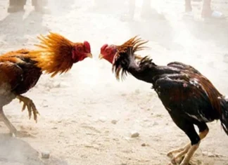 Sankranti Buzz In Godavari Districts, Sankranti Buzz In Godavari, Godavari Districts Sankranti Buzz, The Sankranti Buzz Has Begun, Sankranthi Celebrations, Sankranthi Festival, Getting Ready For Racing, Godavari Districts, Sankranti Buzz, Sankranthi, Pongal, Pongal Festival, AP Sankranti Celebrations, Andhra Pradesh, AP Live Updates, AP Politics, Political News, Live Updates, Breaking News, Headlines, Live News, Mango News, Mango News Telugu