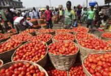 Tomato Farmers Troubles, Farmers Troubles, Tomato Farmers, Tomato Troubles, AP, Hyderabad, Madanapalle, Tomato, Tomato Problems, Tomato Farmers Struggles, Farmers, AP Politics, TS Live Updates, Political News, Telangana, Andhra Pradesh, Live Updates, Breaking News, Live News, Mango News, Mango News Telugu