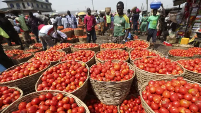 Tomato Farmers Troubles, Farmers Troubles, Tomato Farmers, Tomato Troubles, AP, Hyderabad, Madanapalle, Tomato, Tomato Problems, Tomato Farmers Struggles, Farmers, AP Politics, TS Live Updates, Political News, Telangana, Andhra Pradesh, Live Updates, Breaking News, Live News, Mango News, Mango News Telugu