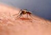 Zika Virus Scare Andhra Pradesh Reports A Possible Case