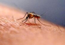 Zika Virus Scare Andhra Pradesh Reports A Possible Case