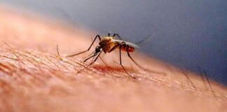 Zika Virus Scare Andhra Pradesh Reports A Possible Case