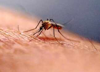 Zika Virus Scare Andhra Pradesh Reports A Possible Case